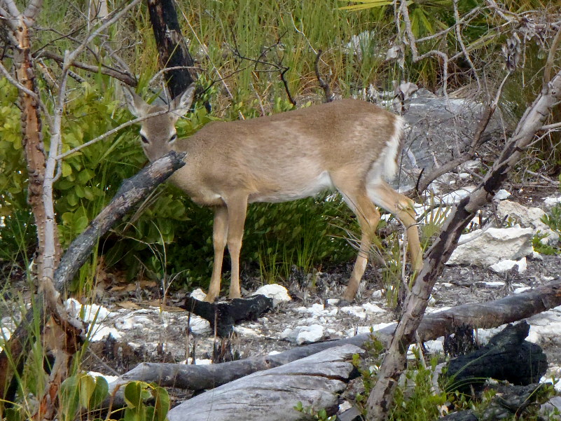 Big Pine Key 01-26-2013