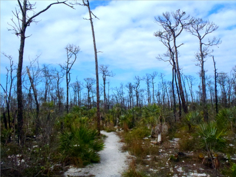Big Pine Key 01-26-2013