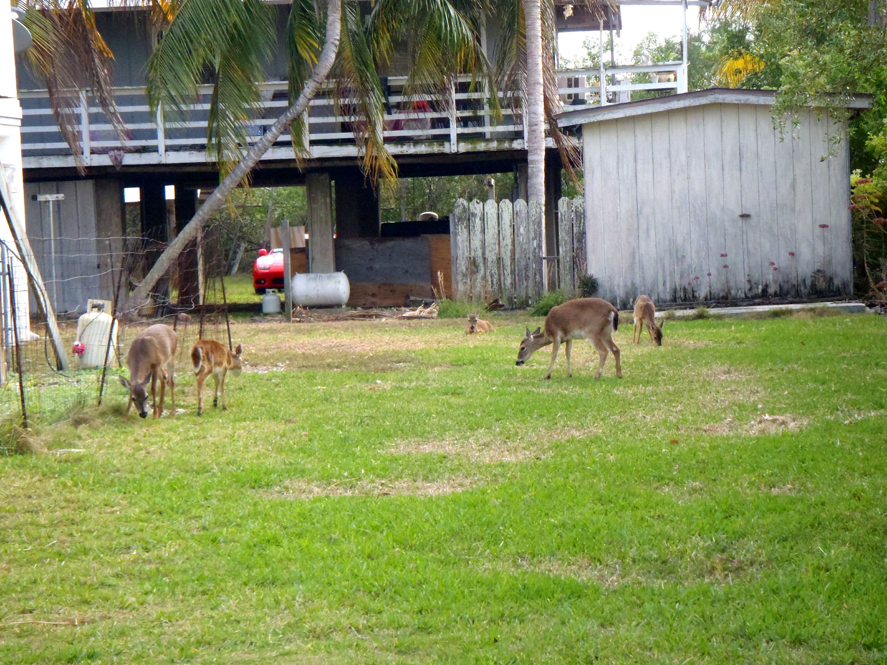 Big Pine Key 01-26-2013