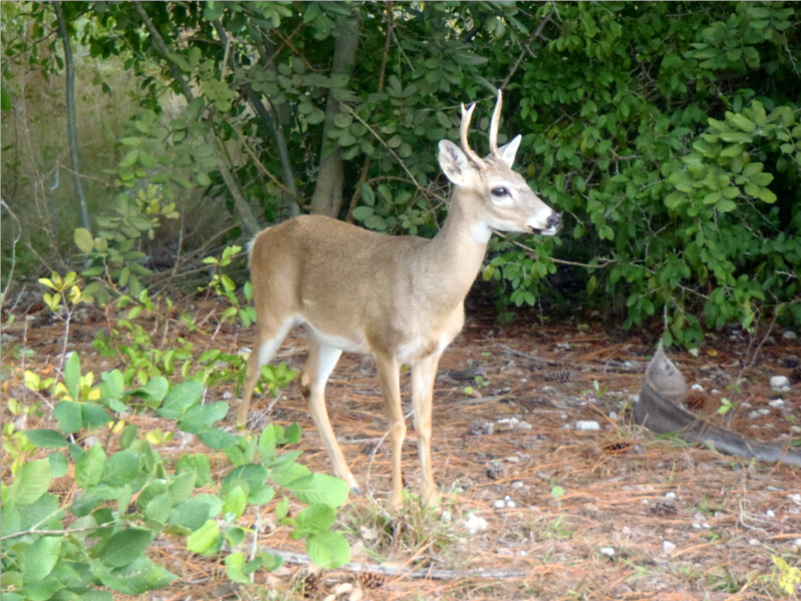 Big Pine Key 01-26-2013