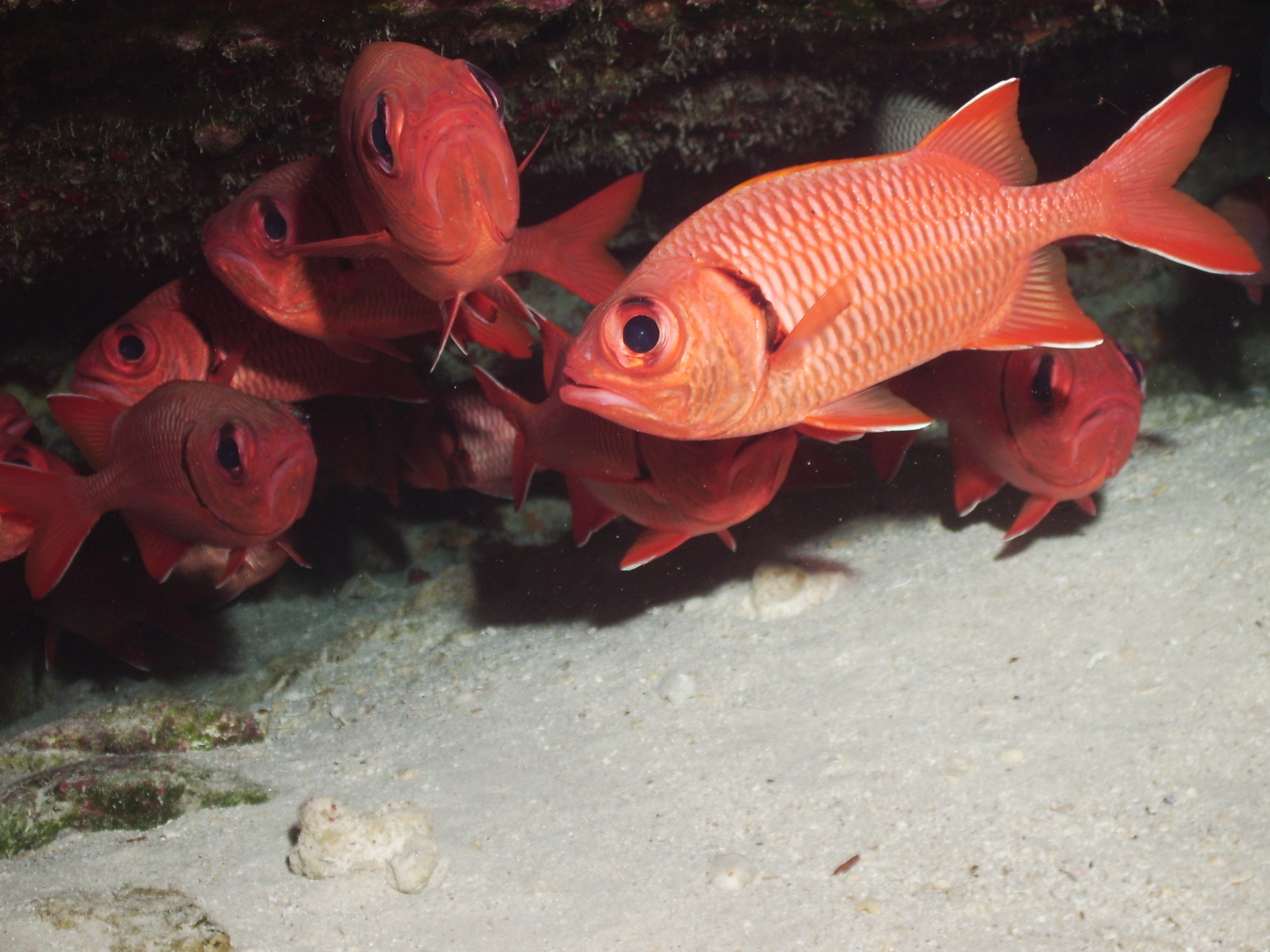 Big Scale Soldierfish