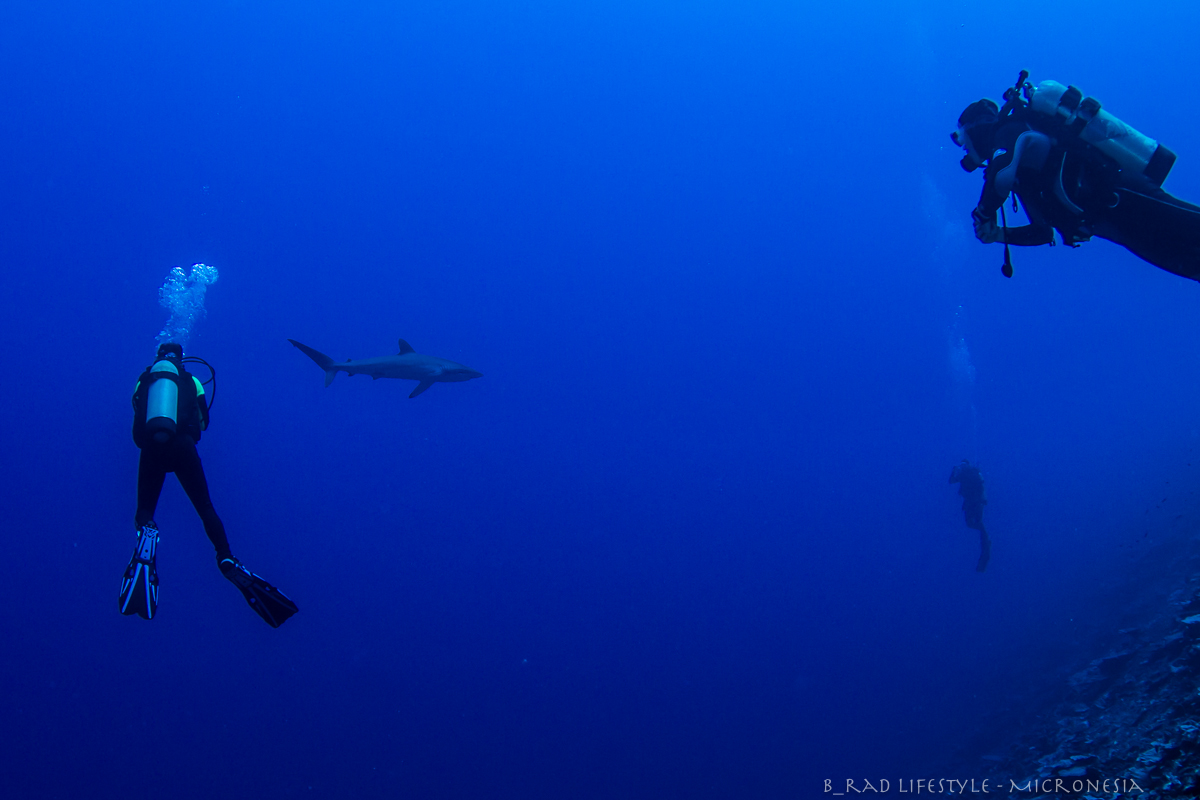 Big Silky Shark along the Southern Walls