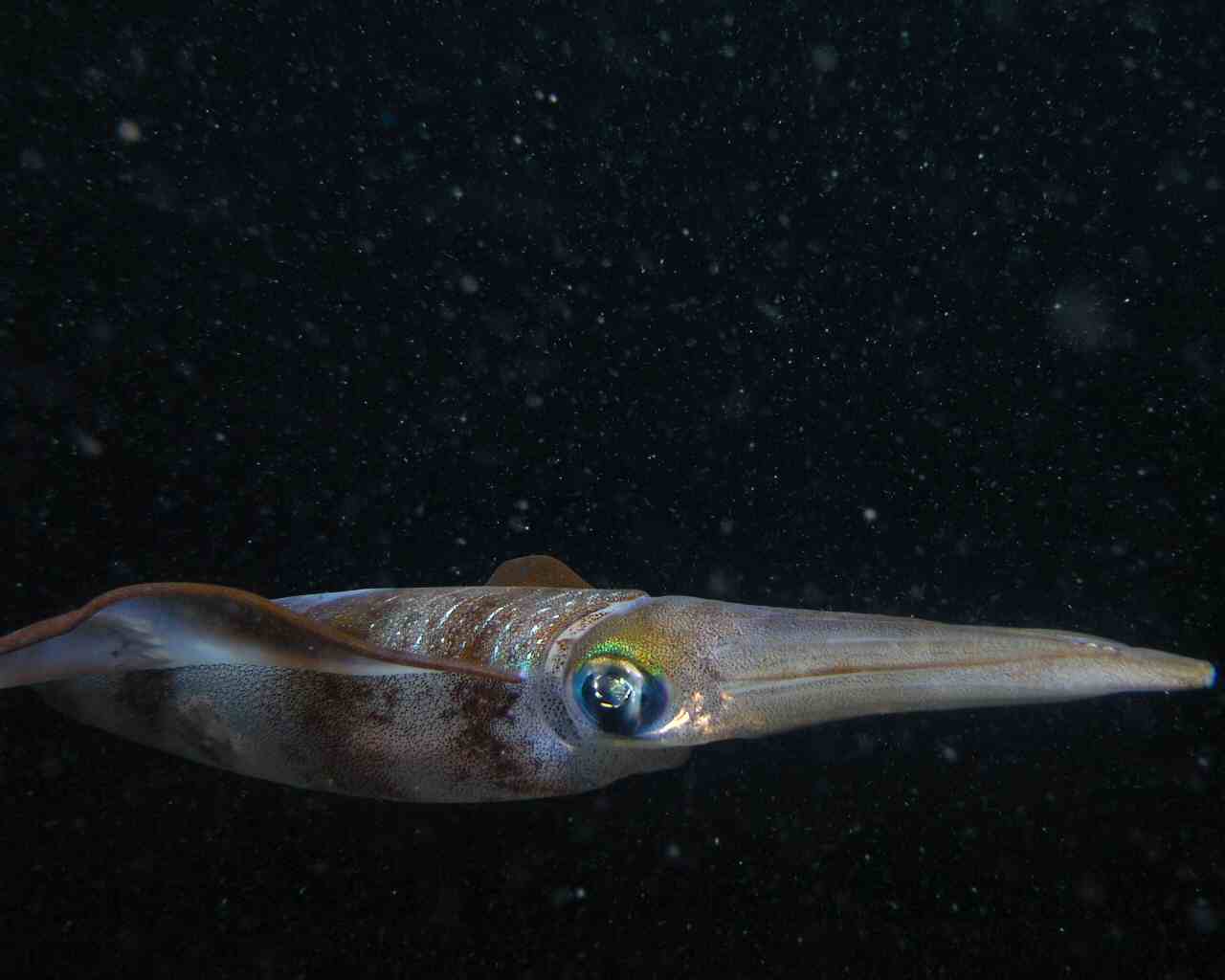 Big squid at Tasik Ria