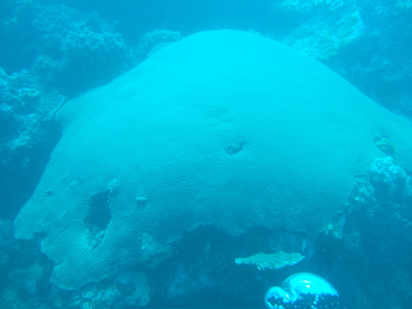 Big star coral formation (Diploastrea heliopora?)