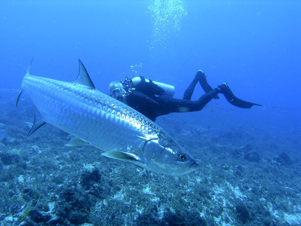 Big Tarpon