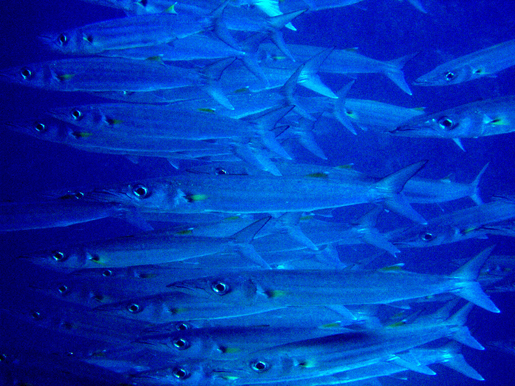 Bigeye Barracuda