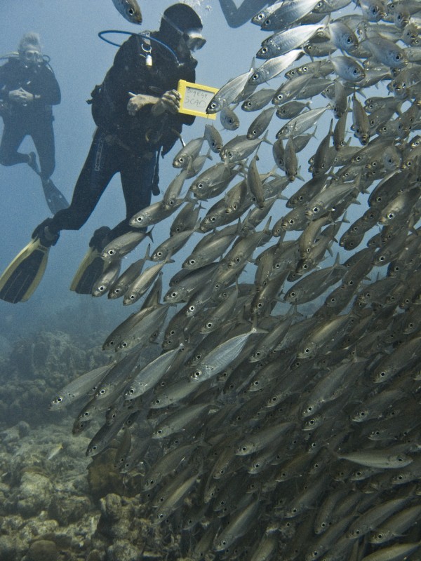 Bigeye Scad in Bonaire