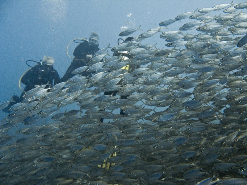 Bigeye Scad in Bonaire