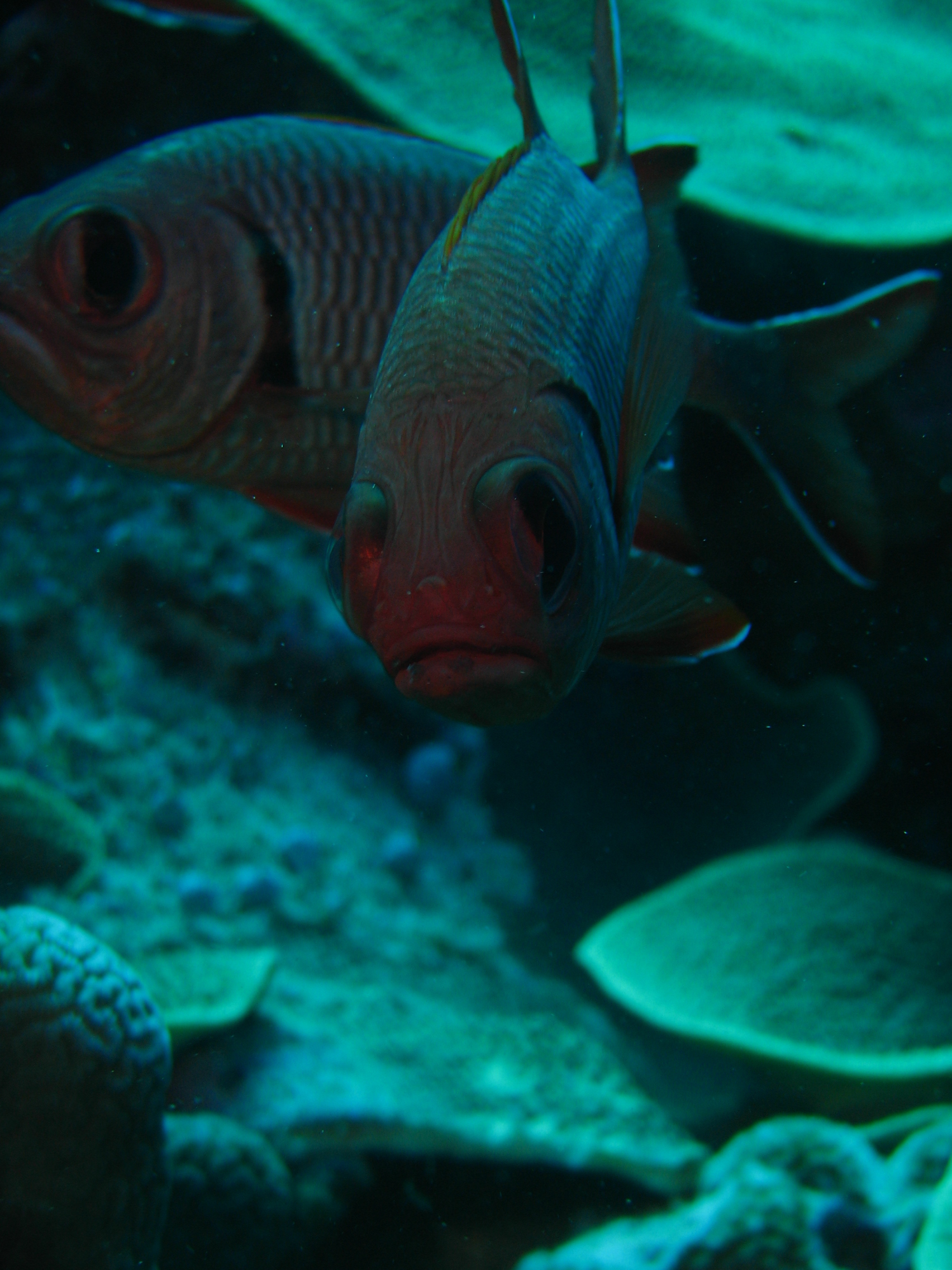 Bigscale Soldierfish