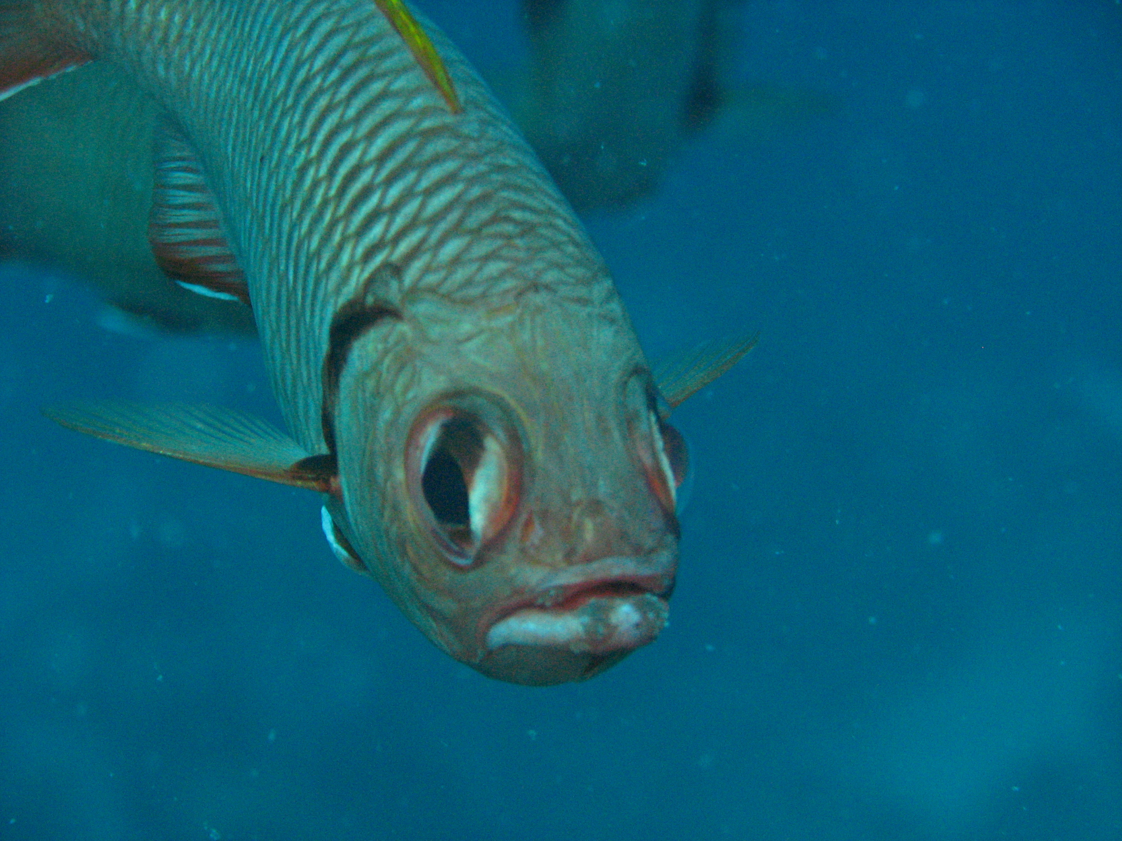 Bigscale Soldierfish