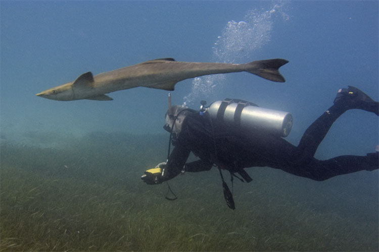 Bill and Remora