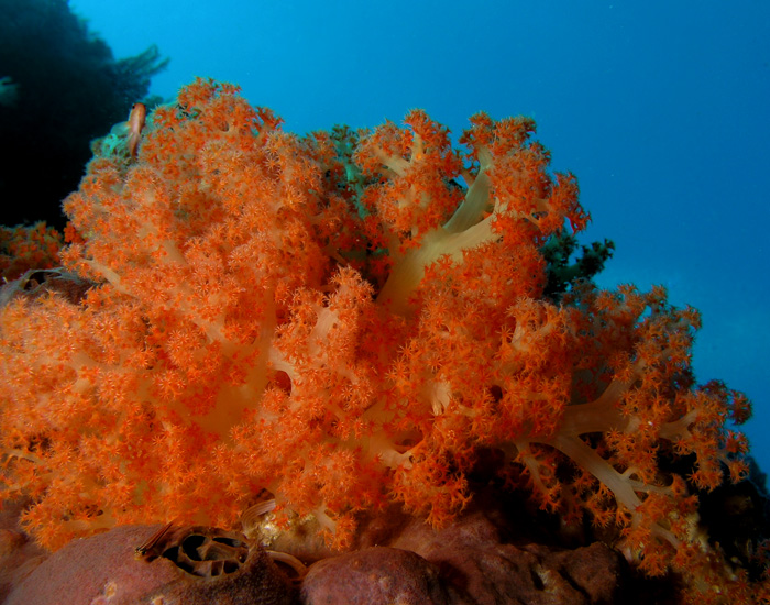 Billowing Tree Coral