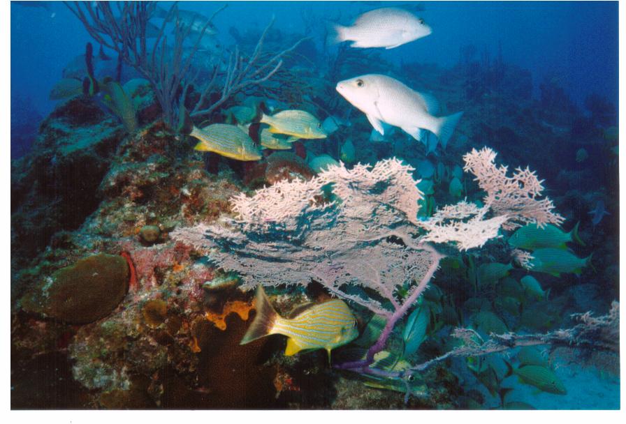 Bimini Reef Dive July 2004