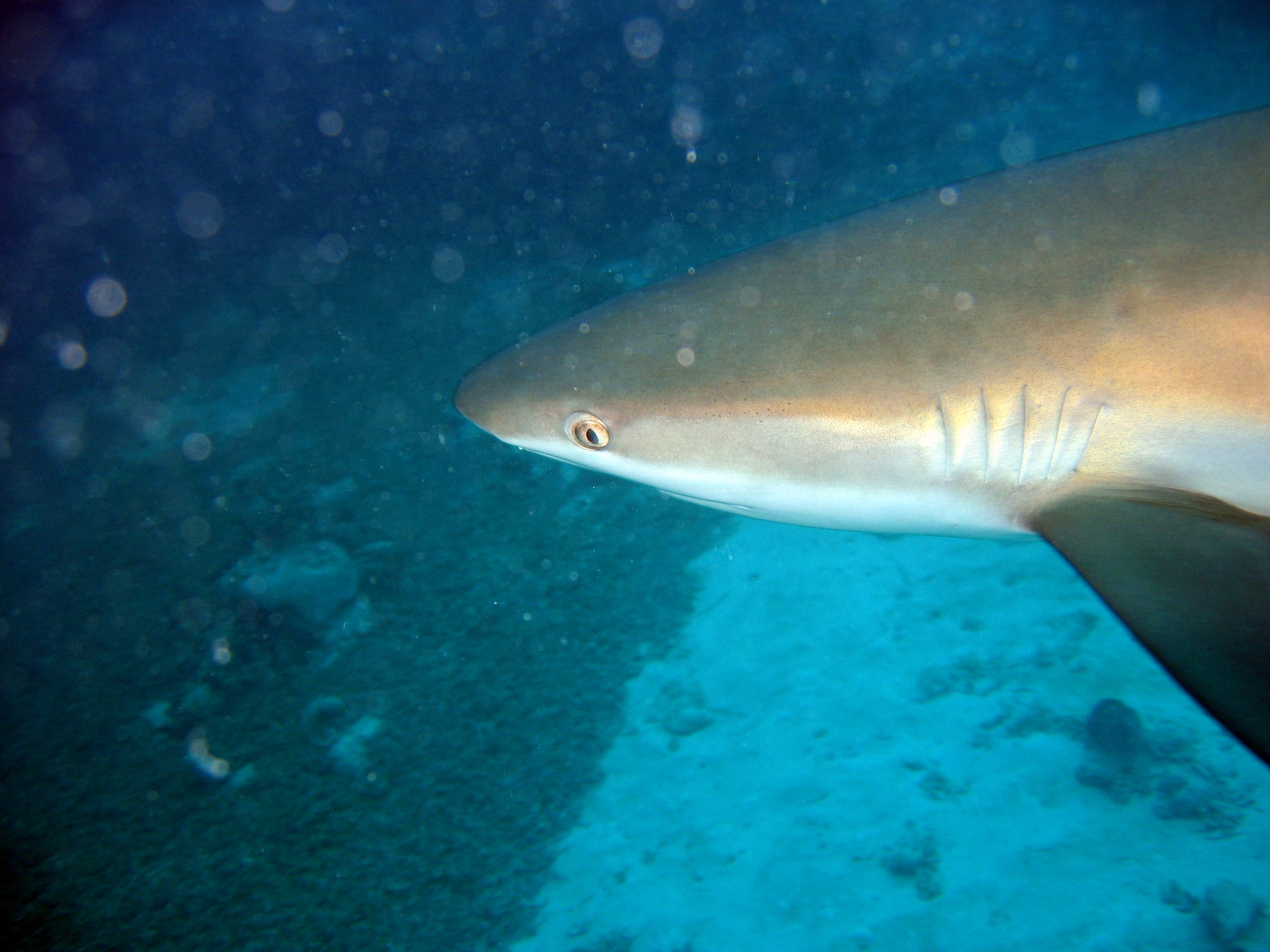 Bimini Shark