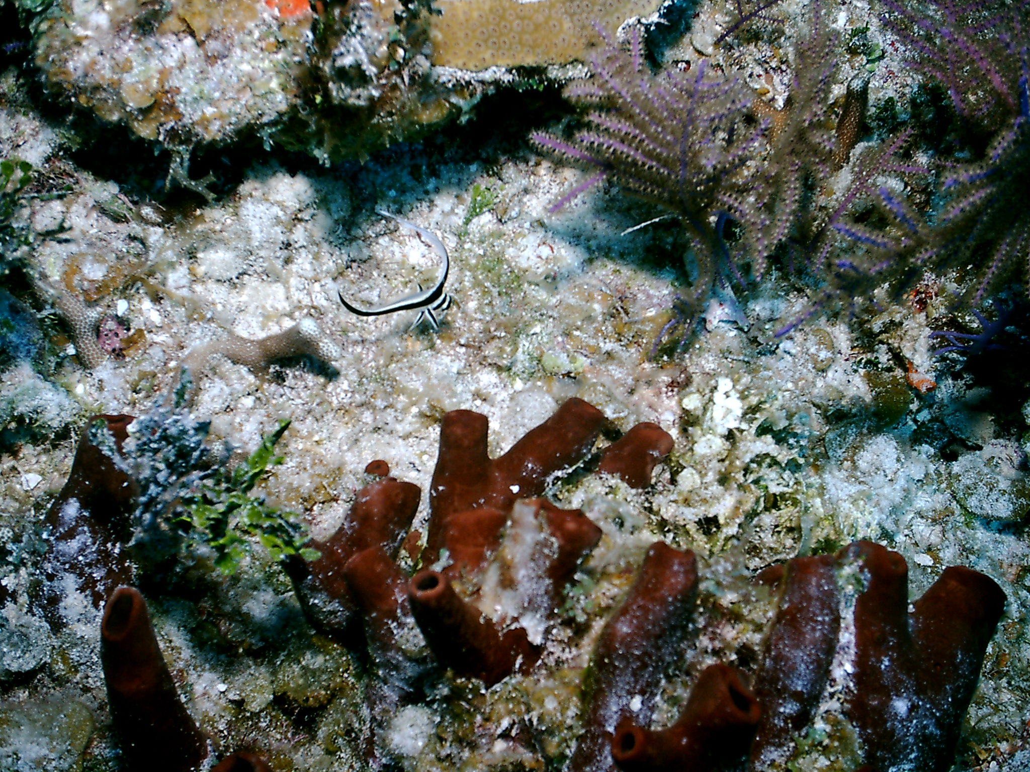 Bimini_Underwater_2005_074