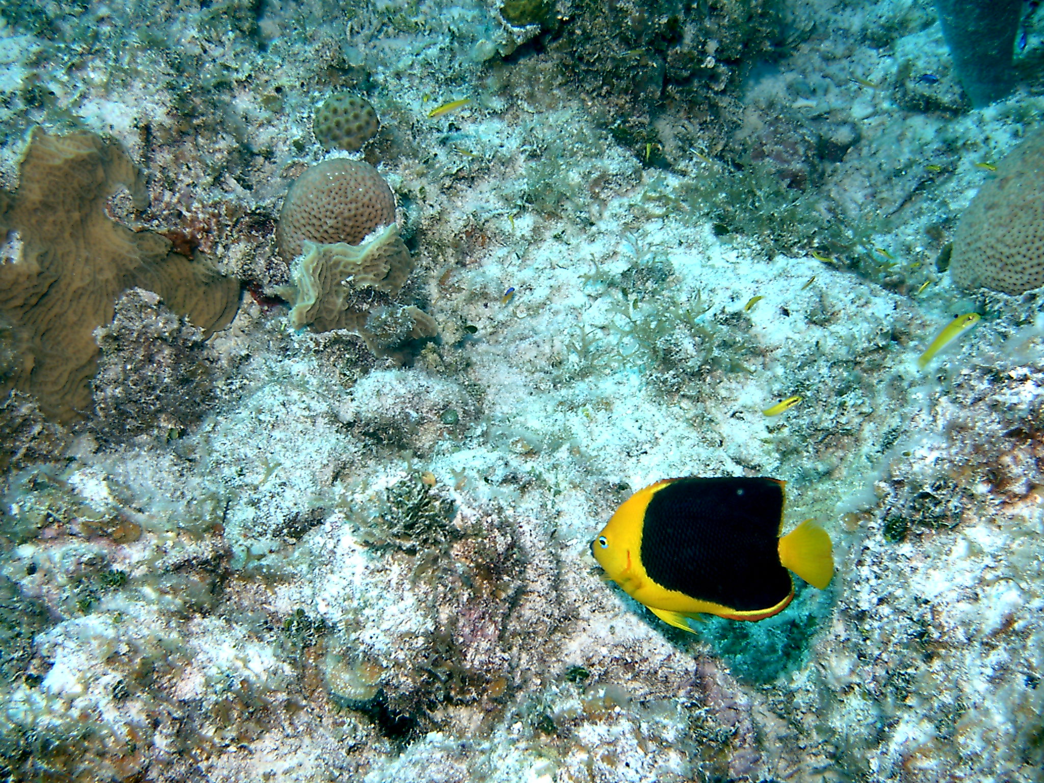 Bimini_Underwater_2005_123