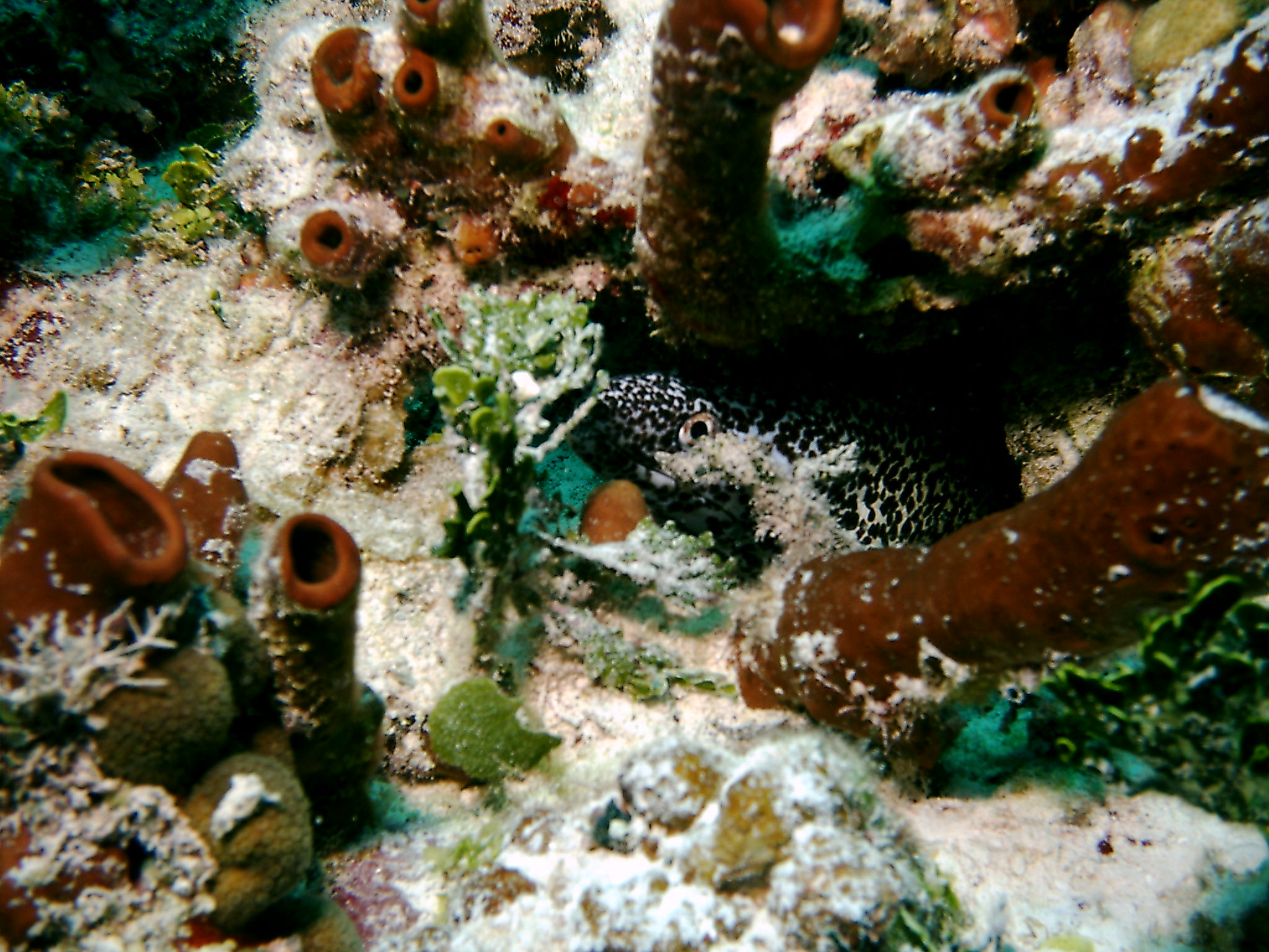 Bimini_Underwater_2005_144