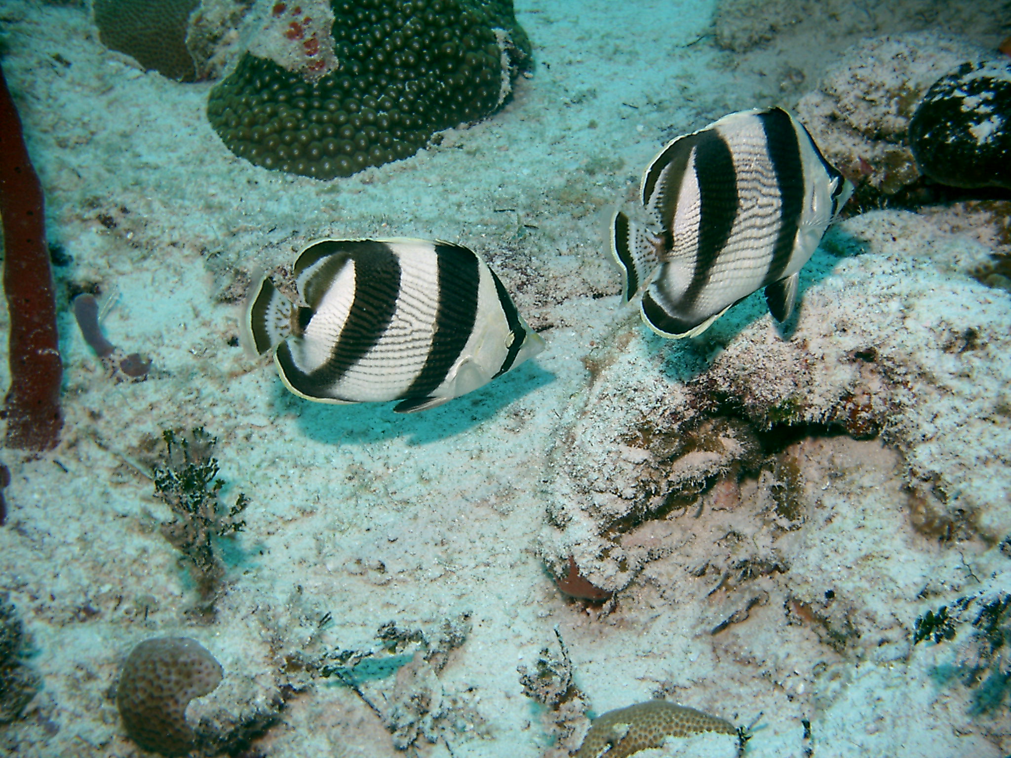 Bimini_Underwater_2005_145