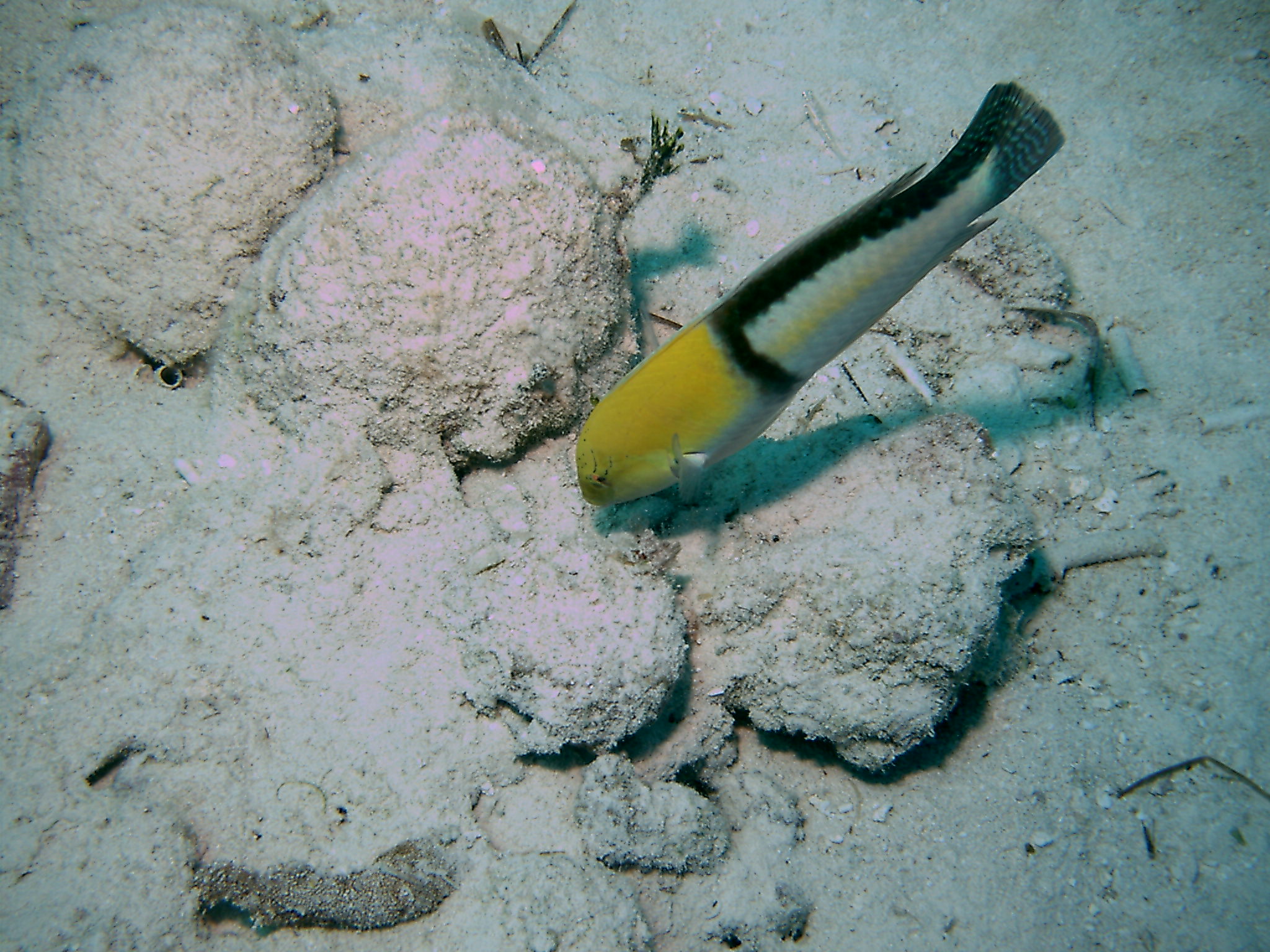 Bimini_Underwater_2005_147