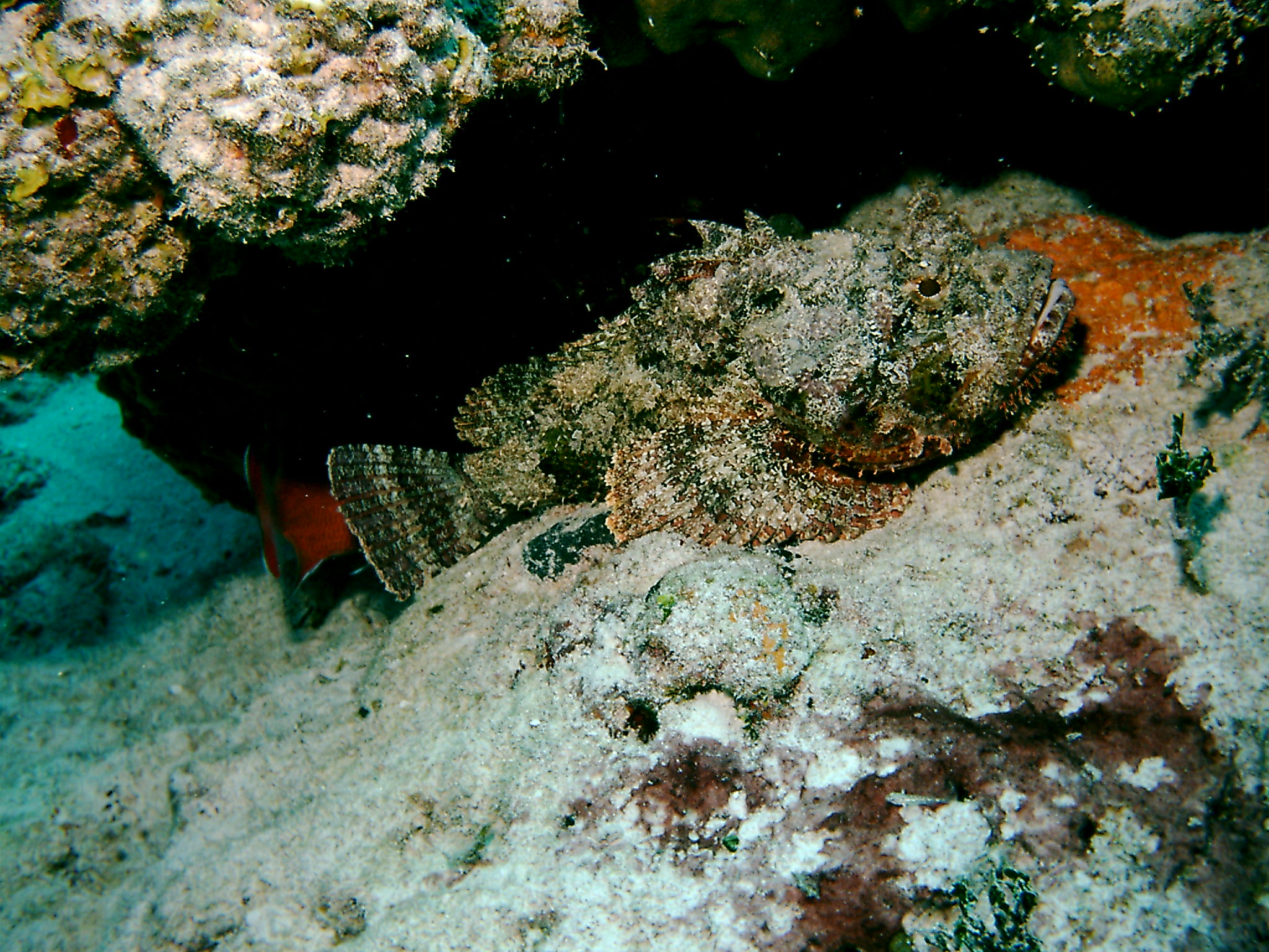 Bimini_Underwater_2005_151