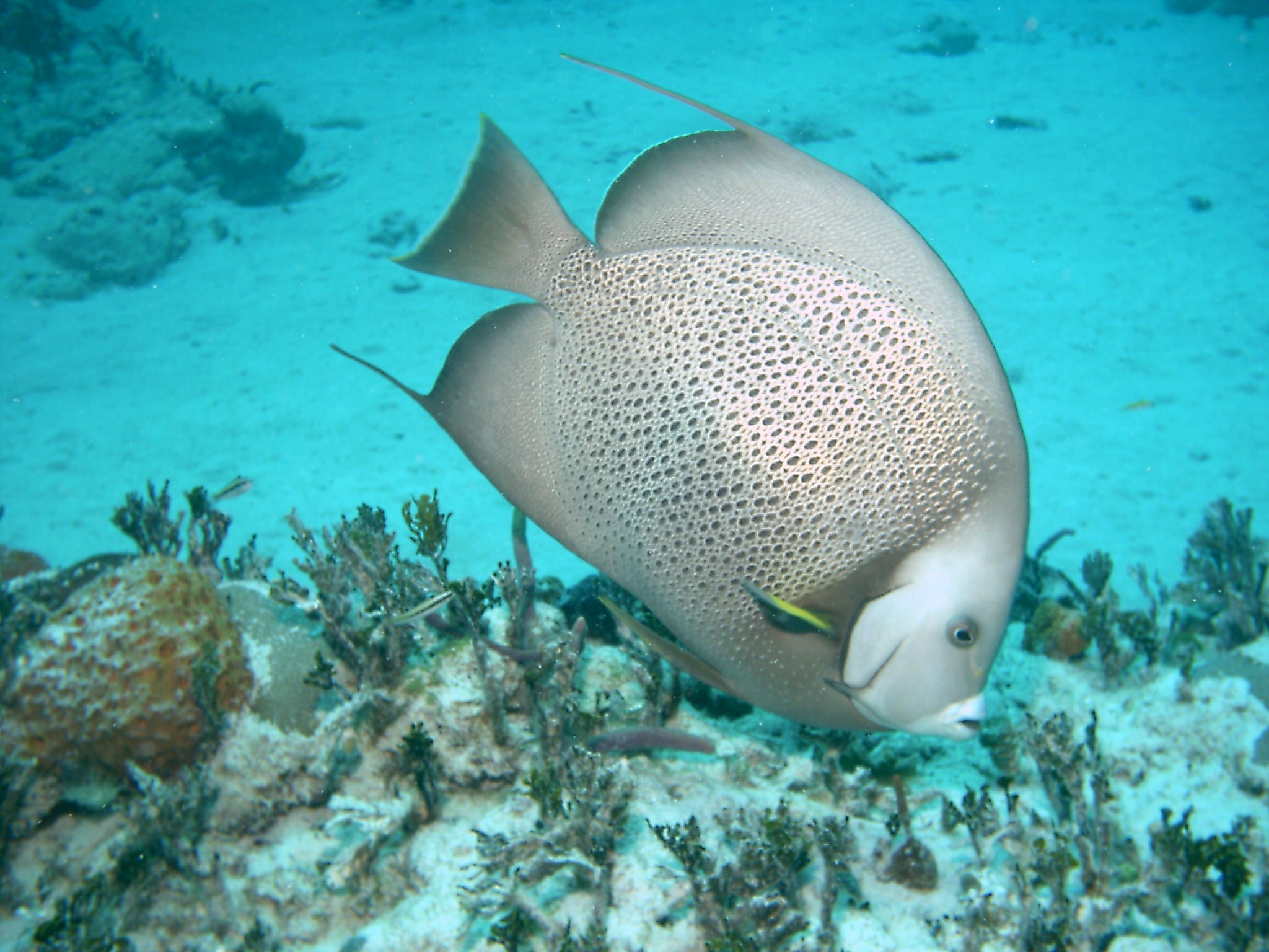 Bimini_Underwater_2005_162