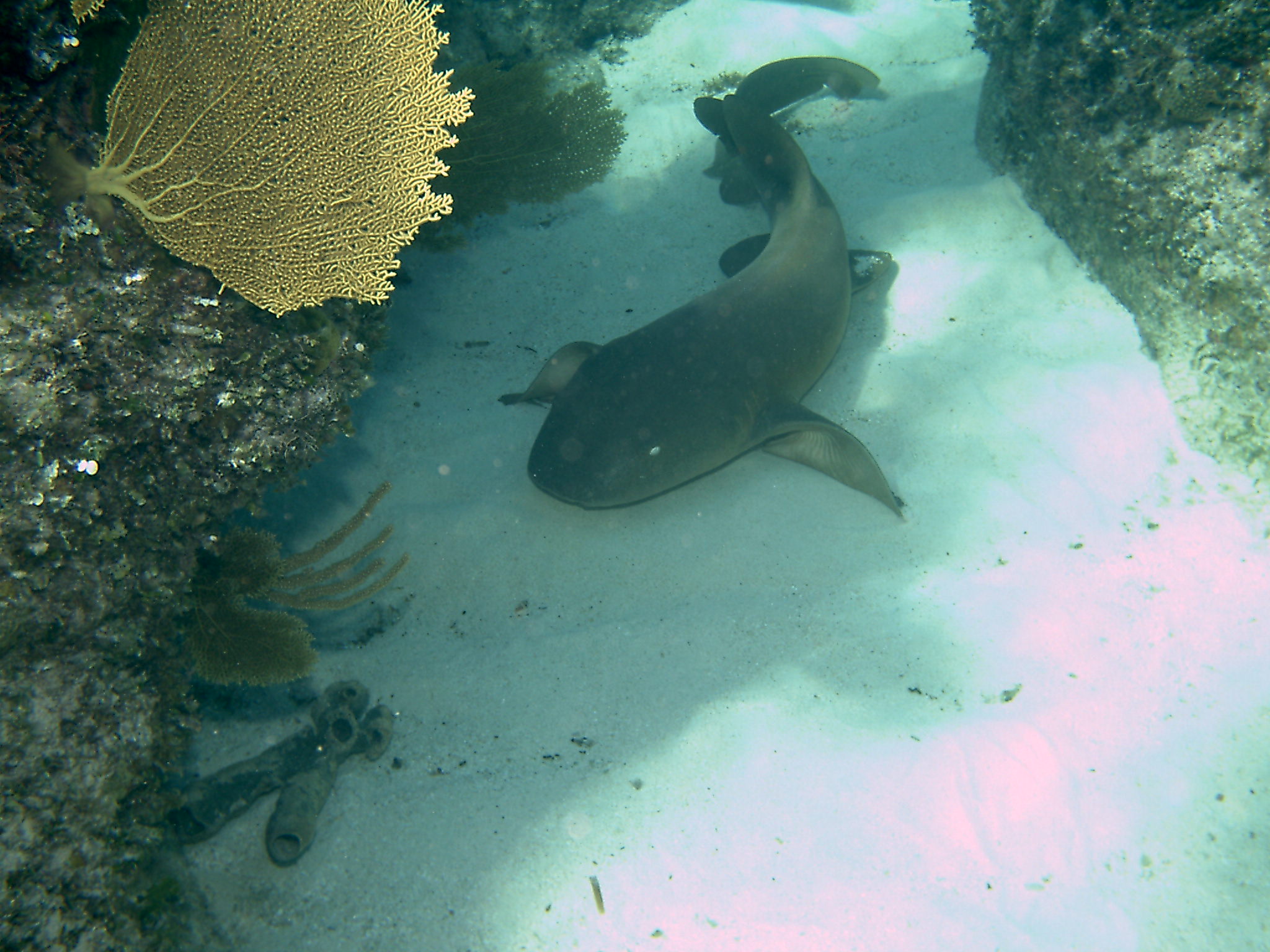 Bimini_Underwater_2005_203