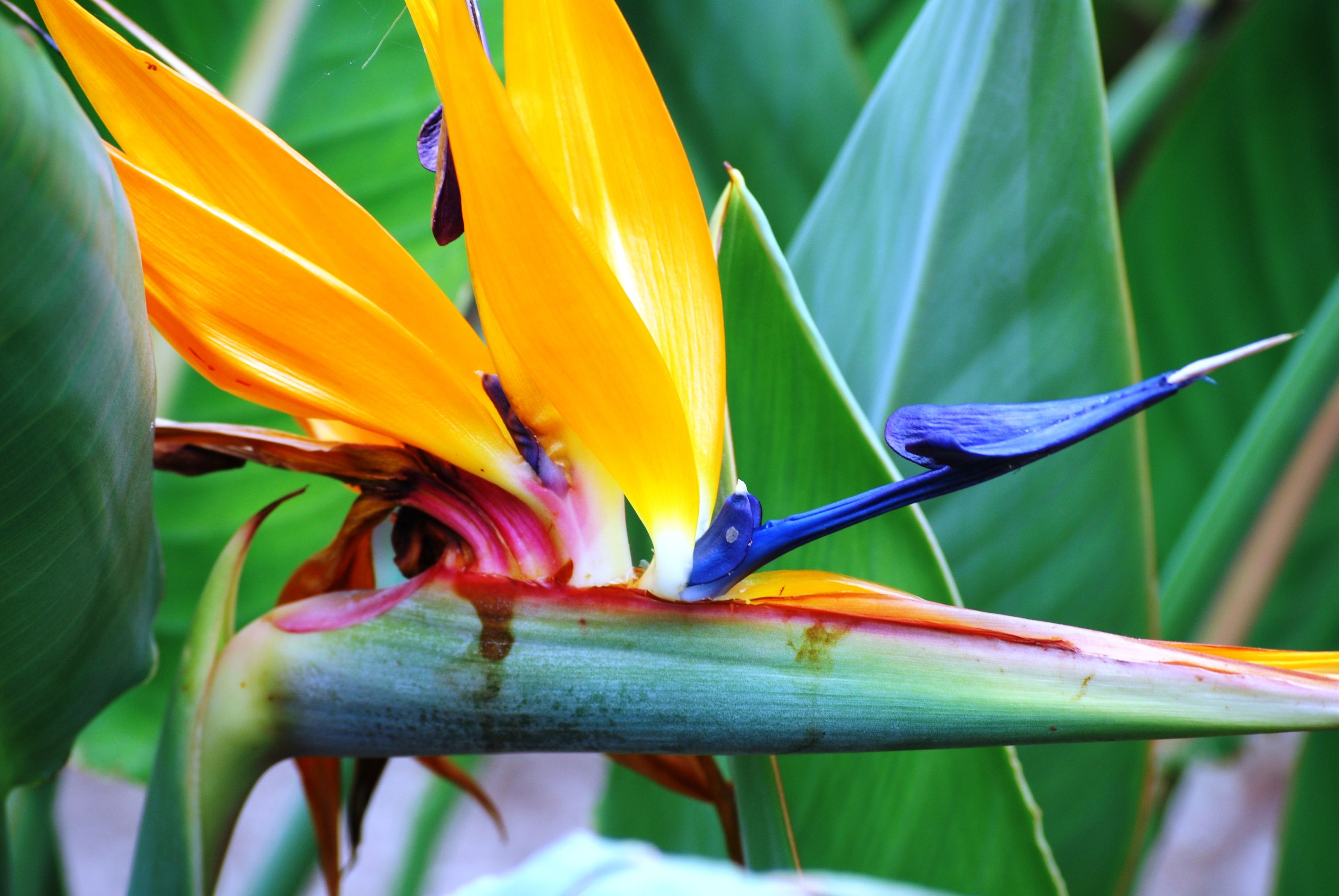 Bird of Paradise