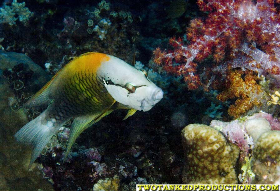 Bird Wrasse Beqa Lagoon Fiji 07