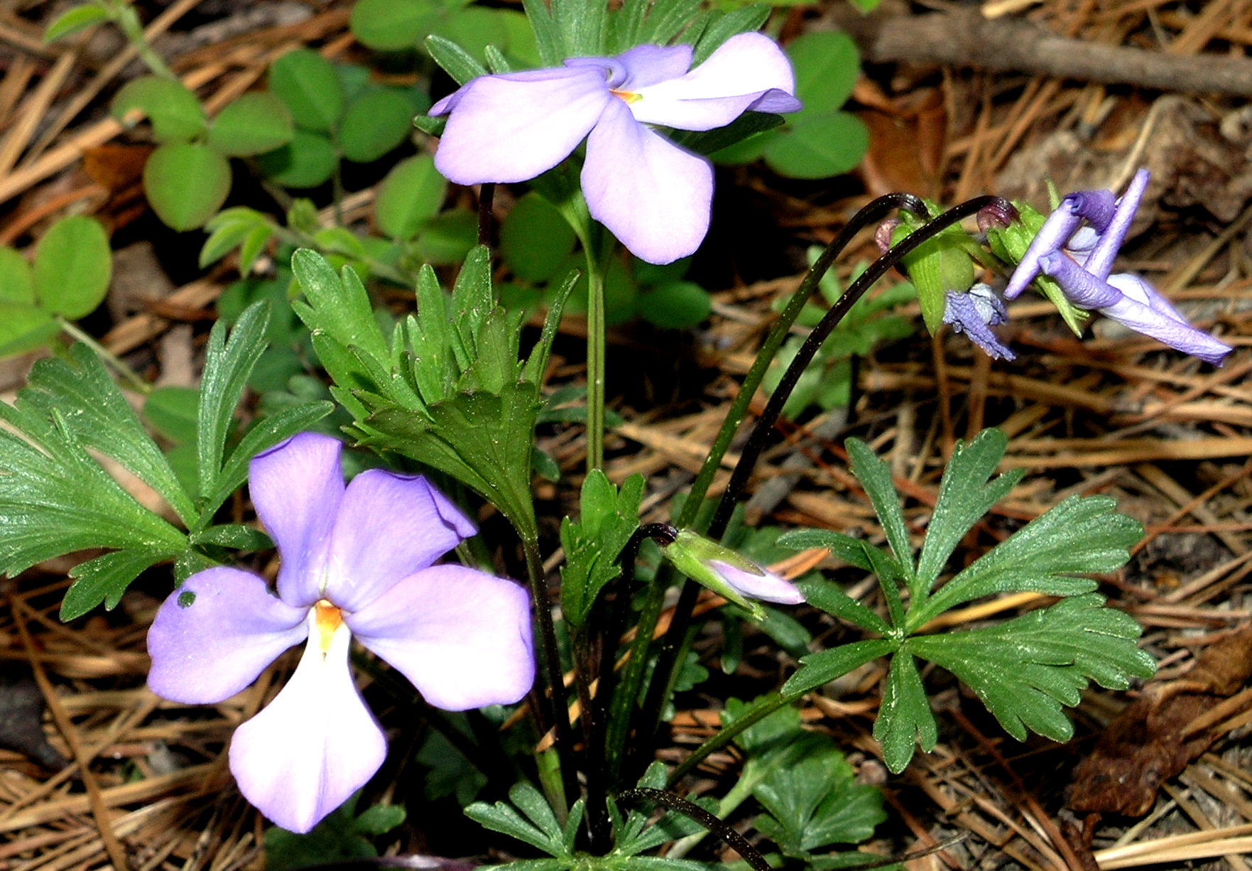 Birdfoot Violet