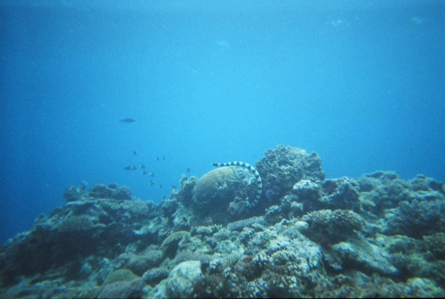 Black and White Banded Sea Snake