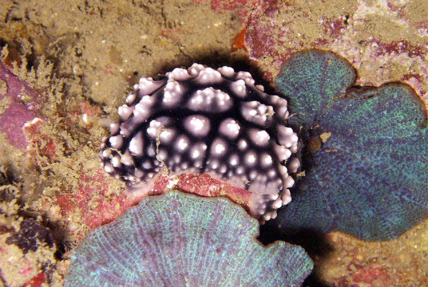 Black and White Nudibranch