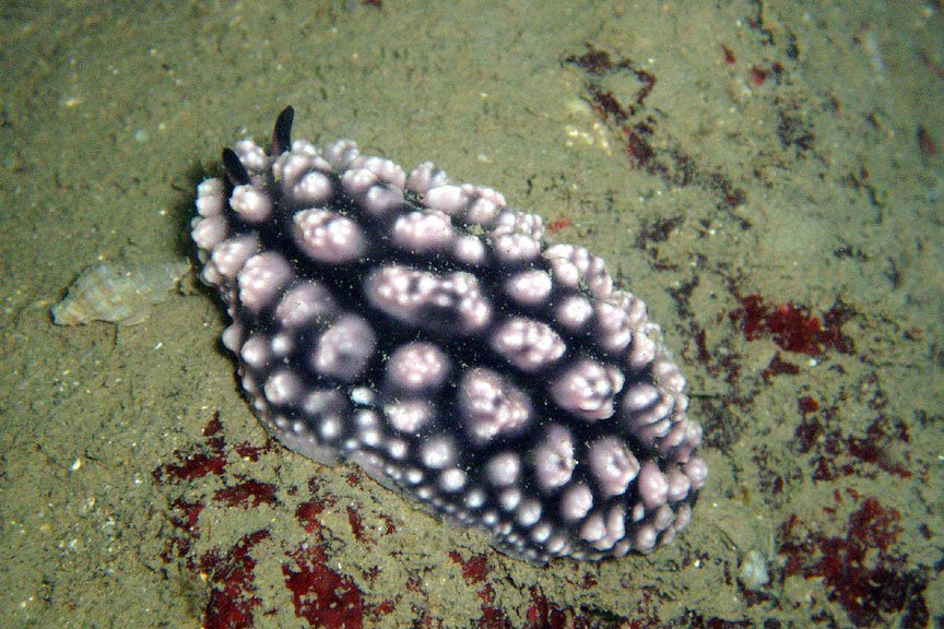 Black and White Nudibranch