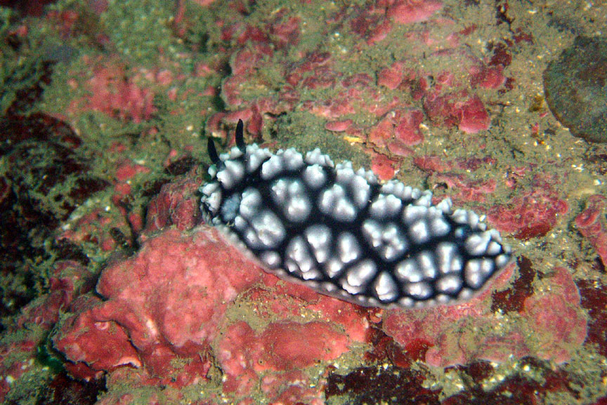 Black and White Nudibranch