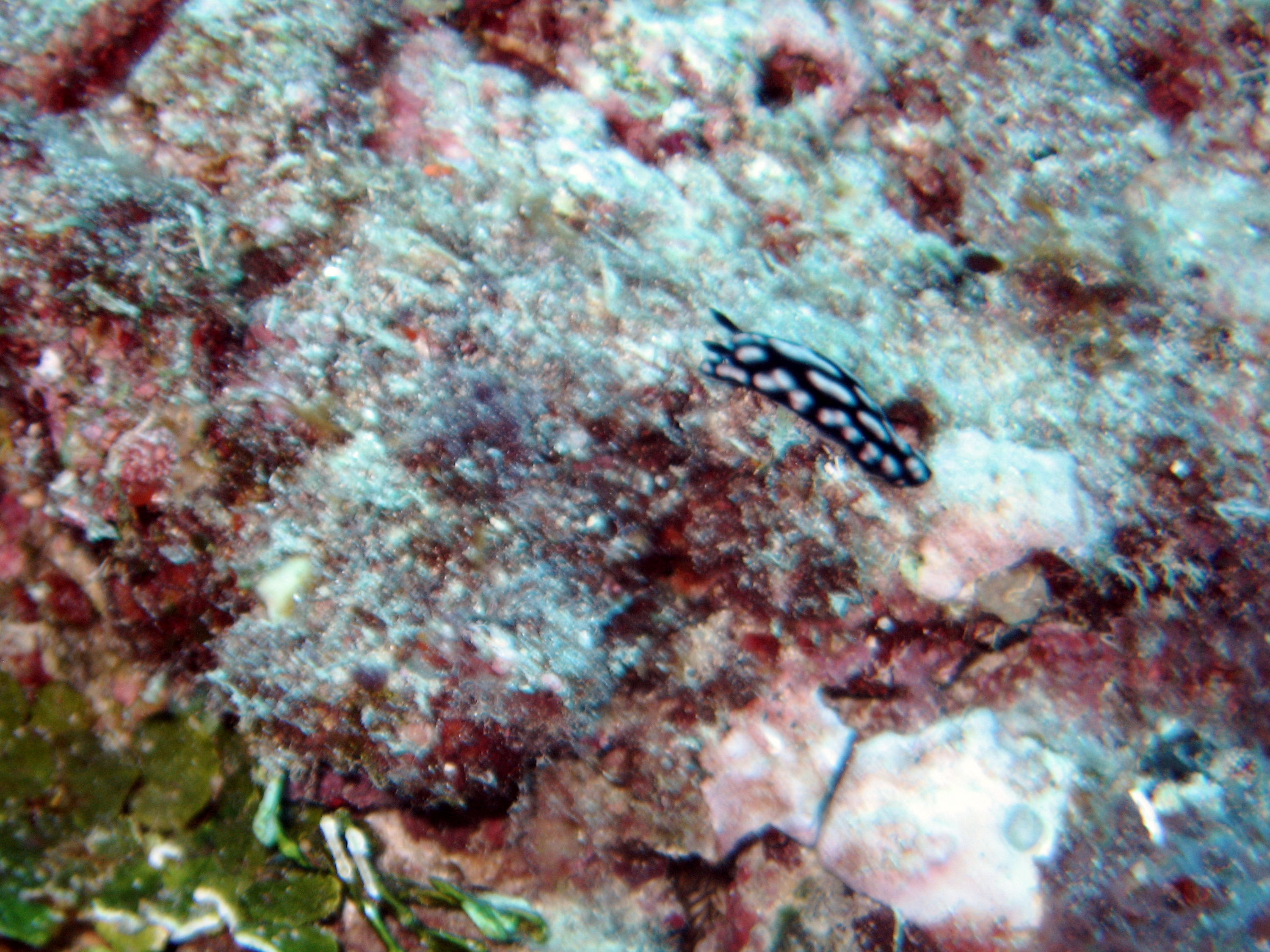 Black and white spotted nudi
