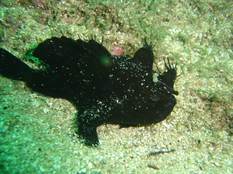 Black Anglerfish 1