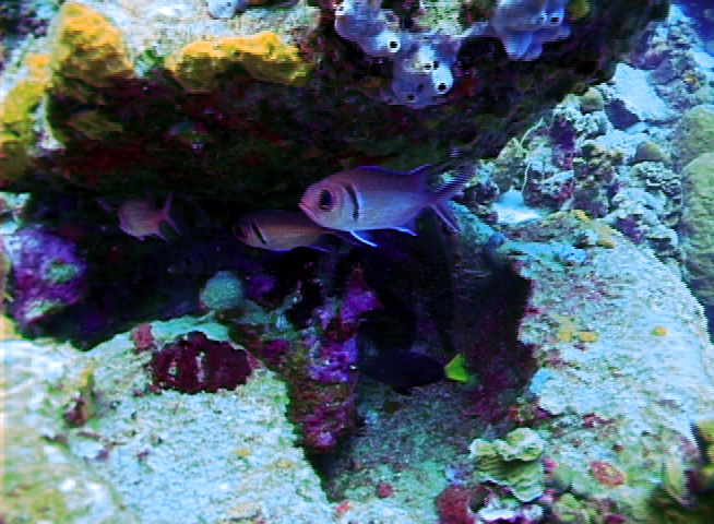 Black Banded Soldier Fish - Bonaire