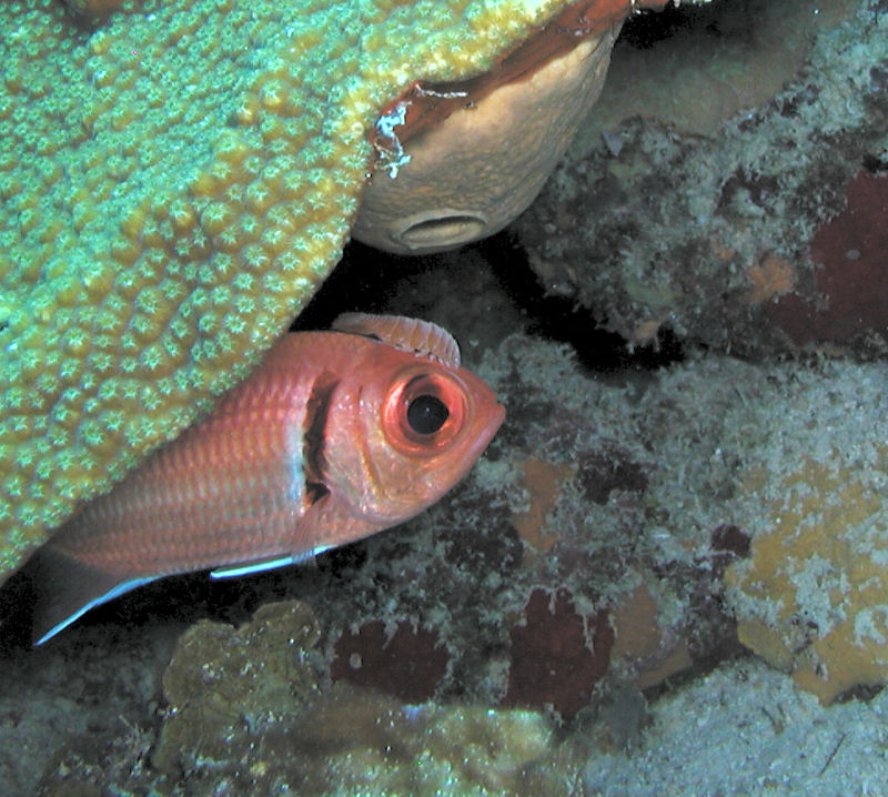 Black Bar Soldier with Isopod