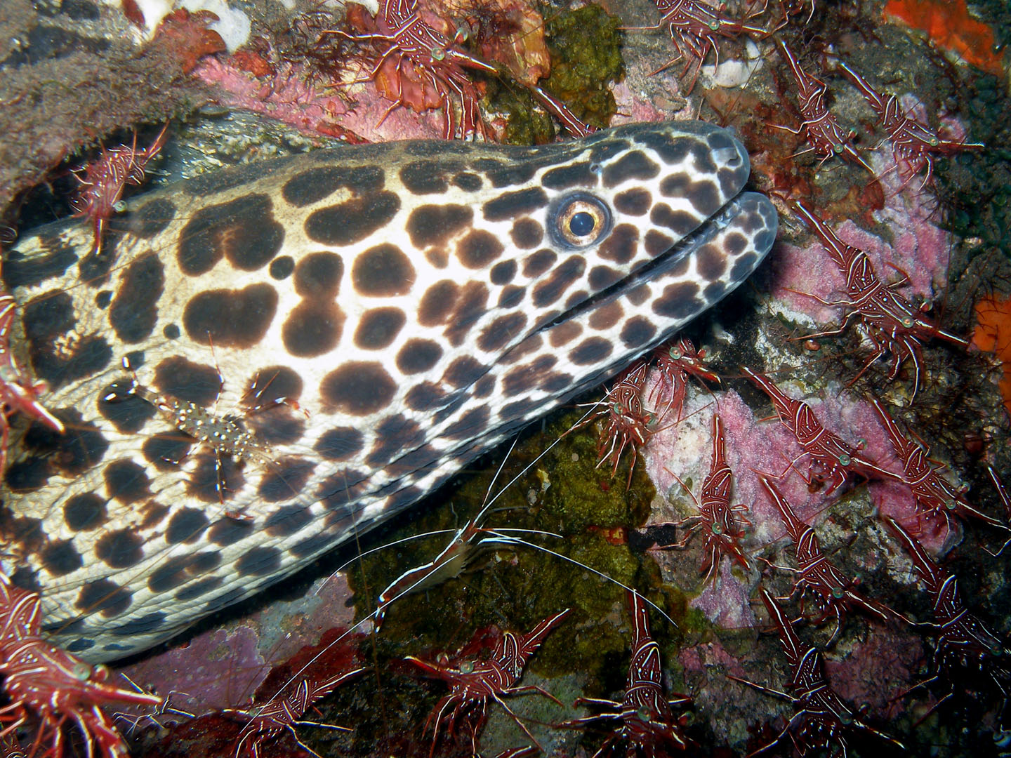Black bloched  moray and coral shrimps