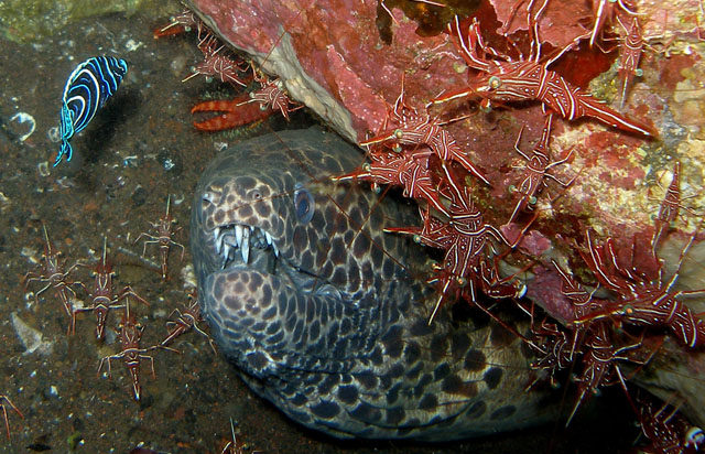 Black blotched moray with juvenile Angelfish (Pomacanthus Imperator) and sh