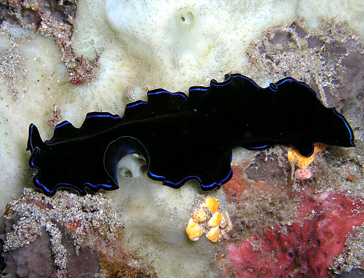 Black & Blue Flatworm
