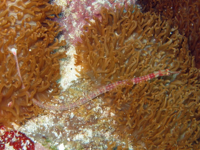 Black Breasted Pipefish