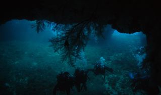 Black coral on Lanai