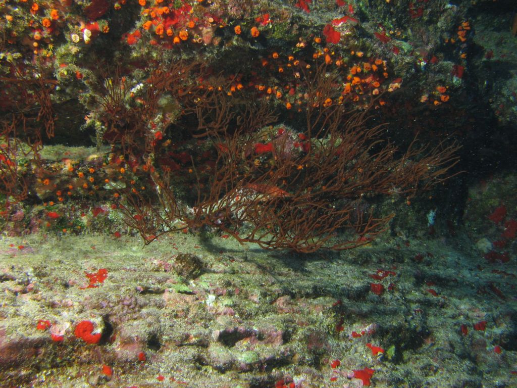 Black Coral with Longnose Hawkfish