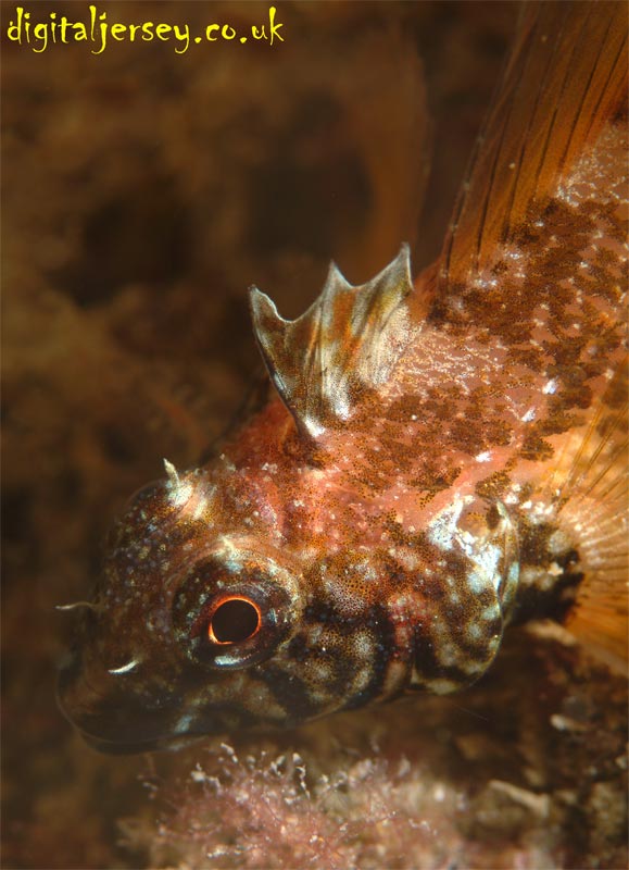 Black Faced Blenny