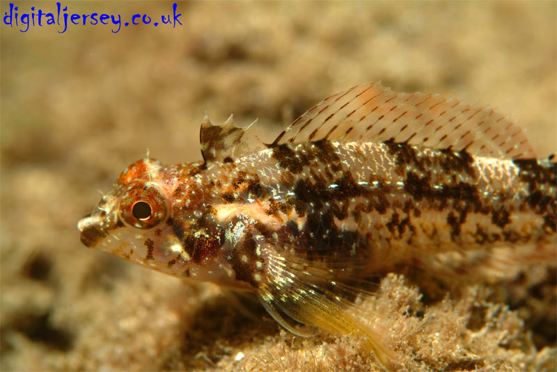 Black Faced Blenny