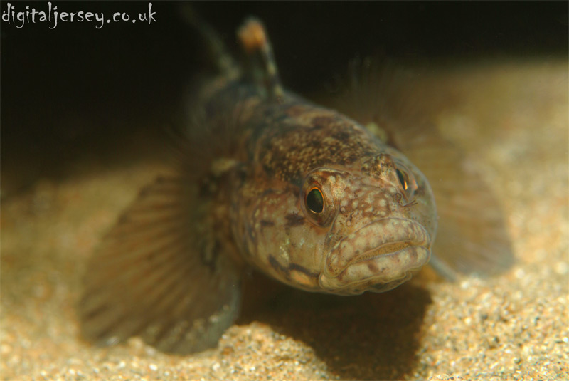 Black Goby