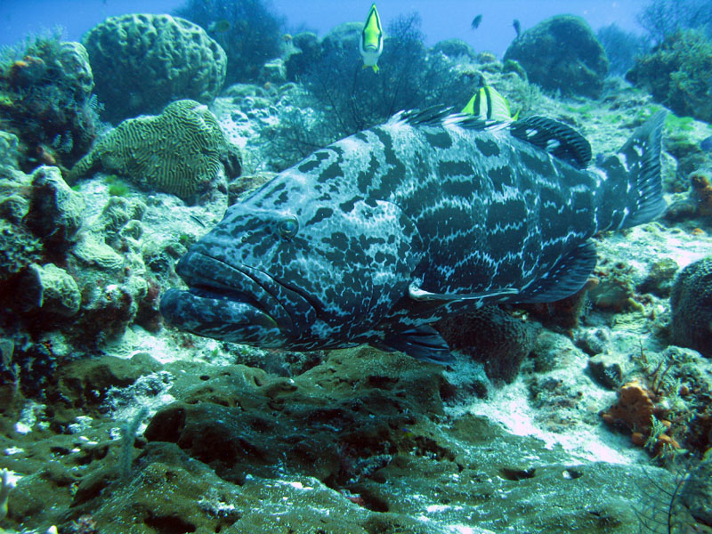 Black Grouper at Cleaning Station