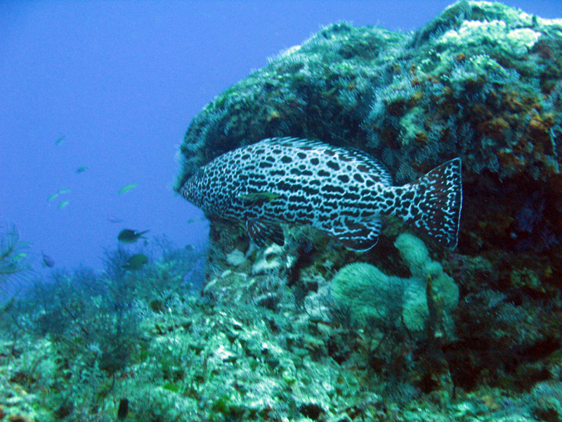 Black Grouper at Cleaning Station