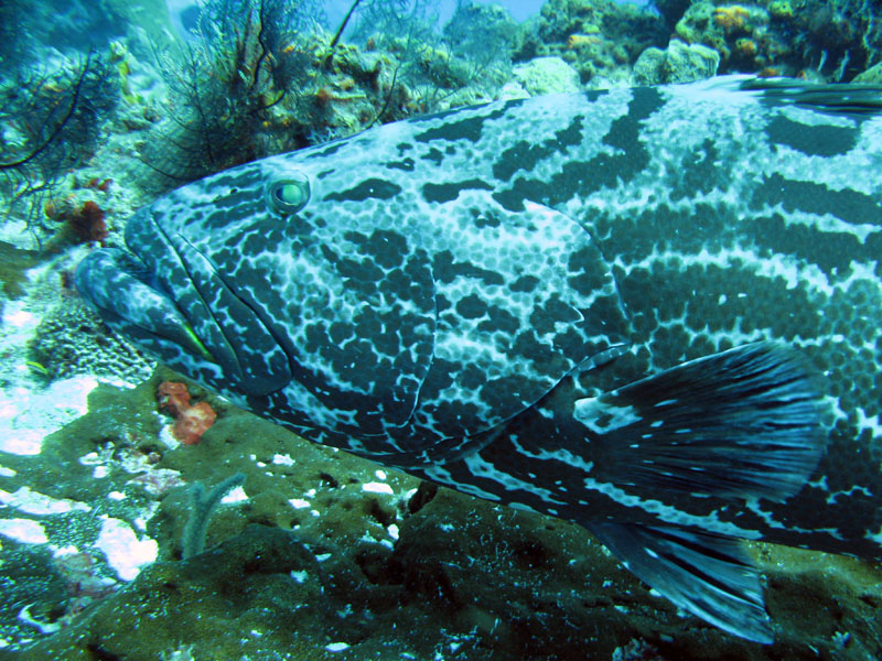 Black Grouper Getting Cleaned