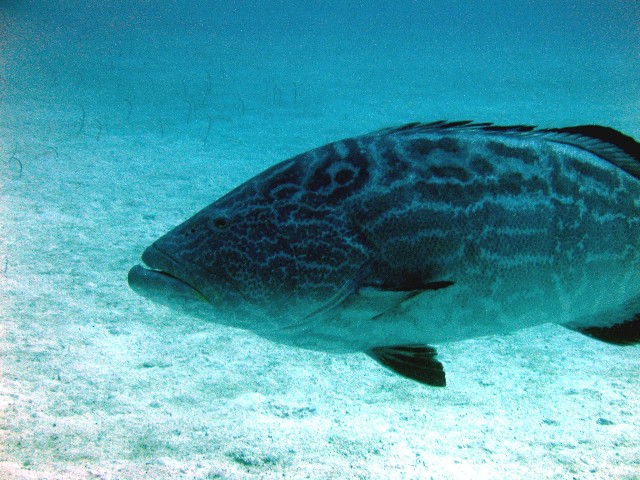 Black Grouper With Garden Eels In The Background